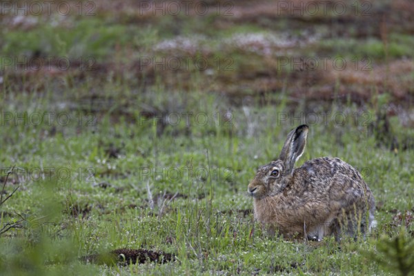 The fact that the brown hare (Lepus europaeus) takes a break right in front of me is a happy coincidence, Germany