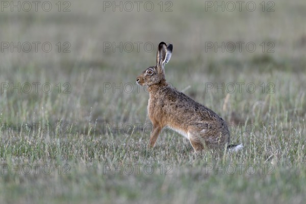 A brown hare (Lepus europaeus) attentively observes a fox, Germany