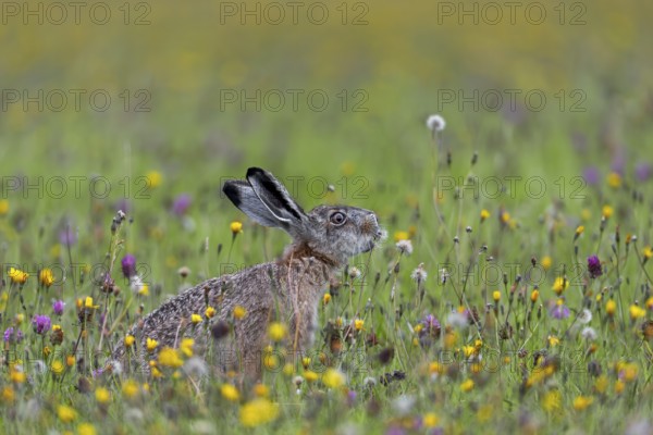 The brown hare (Lepus europaeus) does not disdain the seeds of this dandelion either, Germany