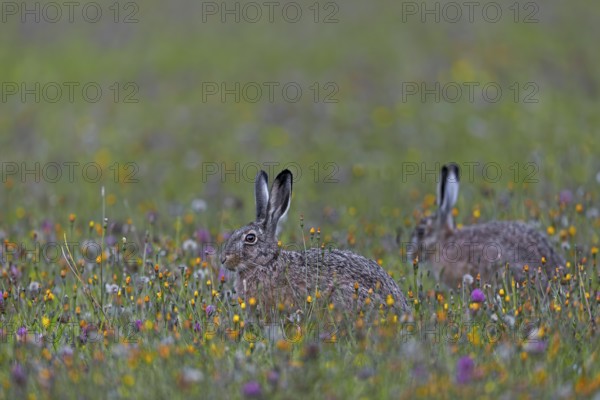 A photo that brings a lot of joy, two brown hares (Lepus europaeus) between a multitude of colourful flowers in a wildflower meadow, Germany