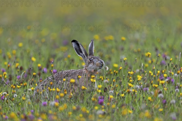 If the brown hare (Lepus europaeus) has the opportunity to choose between different plants in a meadow, it often begins to graze selectively and only eats them after it has sniffed them extensively, Germany