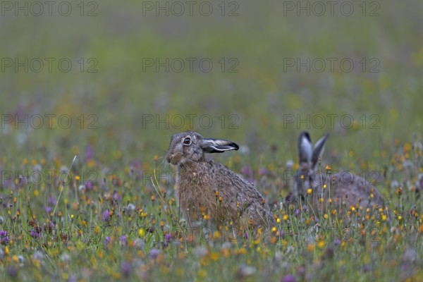 Brown hares (Lepus europaeus) regularly interrupt their feeding and when they feel undisturbed, they sometimes adopt quite amusing postures, Germany