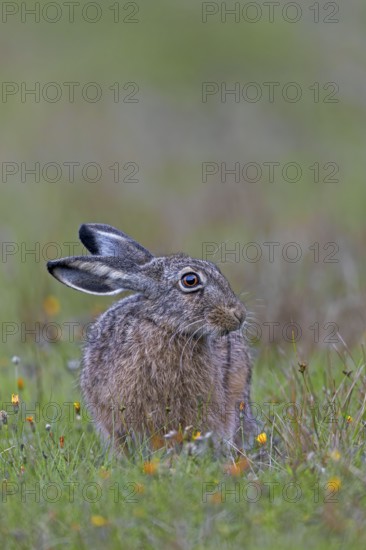 This year's brown hare (Lepus europaeus) is relaxing in front of the photographer sitting in the car, observing its surroundings attentively at regular intervals, Germany