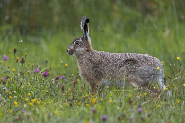 More and more wildflower meadows can be found on the North Sea coast, which are popular with brown hares (Lepus europaeus) and other animal species, Germany