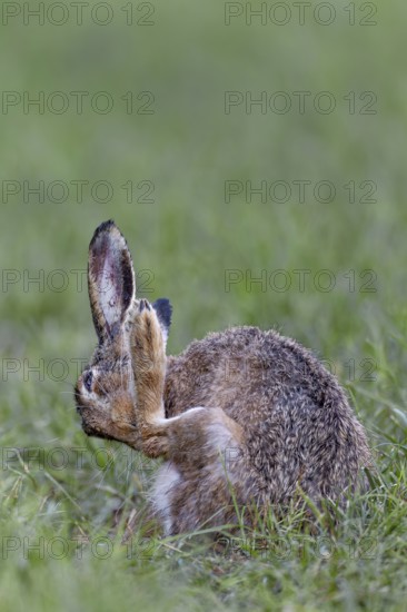 European hare (Lepus europaeus) grooming its fur after a rain shower, Germany