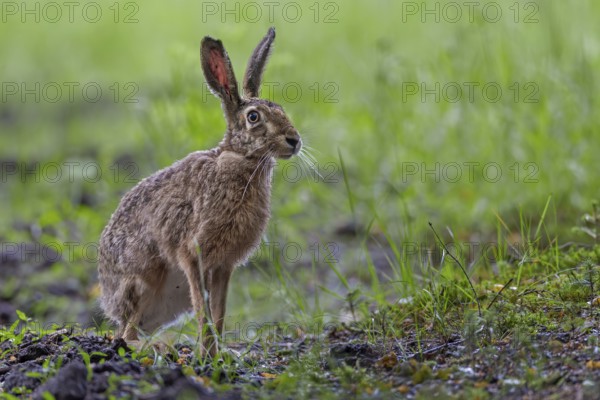 A brown hare (Lepus europaeus) sits securely at the edge of a forest meadow, only when there is no danger does it seek out its nest in the forest, Germany