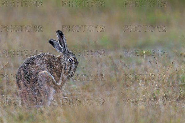 Grooming is vital for the brown hare (Lepus europaeus), Germany