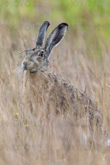 A European hare (Lepus europaeus) forages for ears of grass, Germany