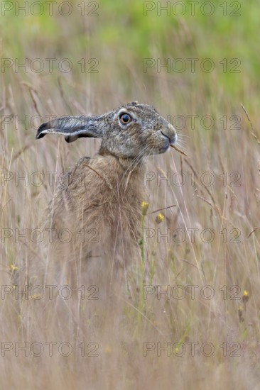 The ears of grass are a favourite treat for the brown hare (Lepus europaeus), Germany