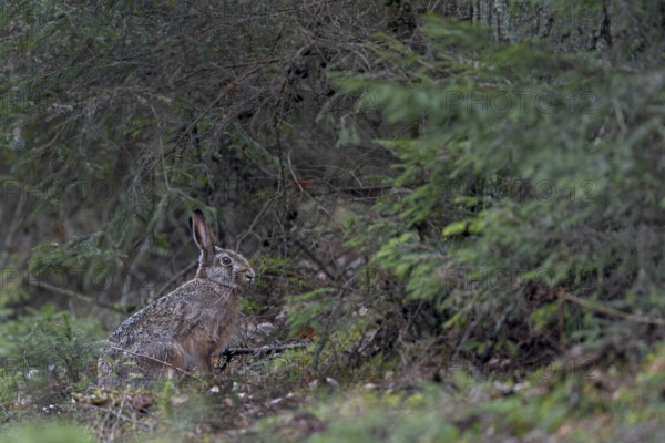 Finally a photo of a brown hare (Lepus europaeus) in the forest, so a long-awaited motif has come true, Germany