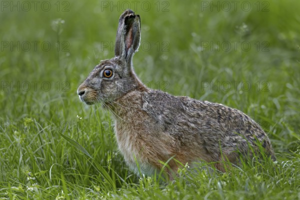 The gaze of the brown hare (Lepus europaeus) signals maximum tension, Germany