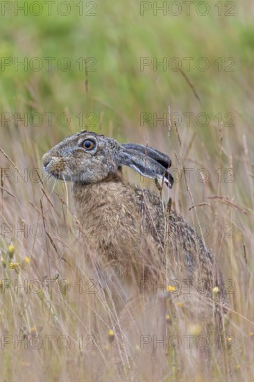The fur of the brown hare (Lepus europaeus) resembles the colour of dried grasses and provides optimal camouflage, Germany
