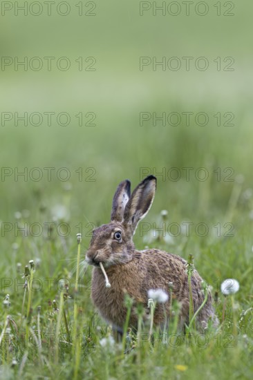 European hare (Lepus europaeus) eating dandelion, Germany