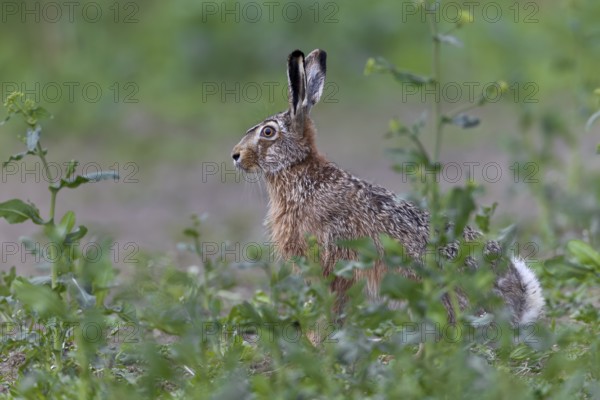European hare (Lepus europaeus) in a rape field near the North Sea coast, Germany