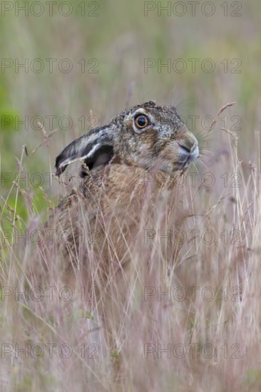 Constant vigilance ensures the survival of the brown hare (Lepus europaeus), Germany