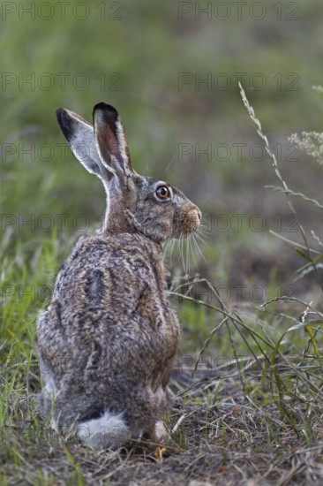European hare (Lepus europaeus) ensures attention, Germany