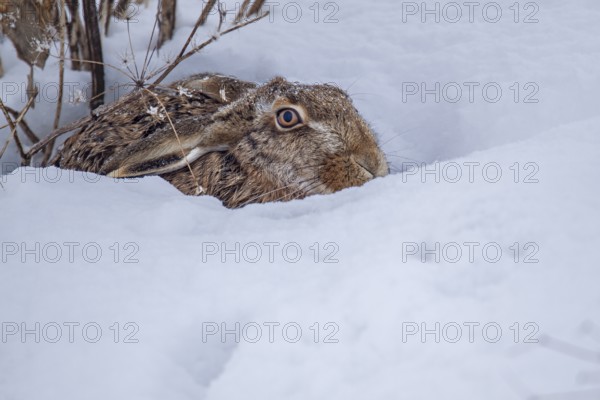 A brown hare (Lepus europaeus) in the field, winter, snow, cold, Germany