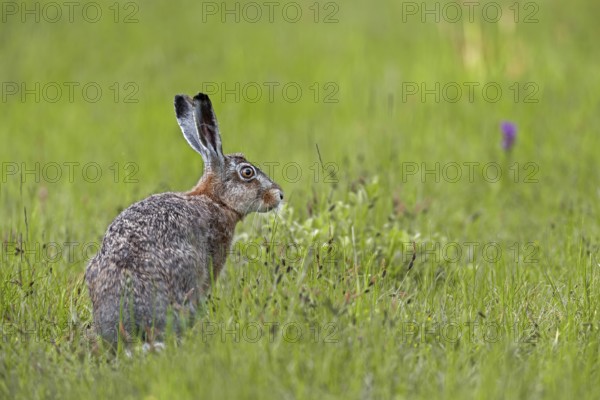 European hare (Lepus europaeus) with orchid in the background, Germany