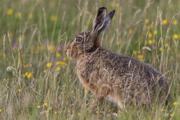 Brown hares (Lepus europaeus) feed exclusively on plant food, in summer it is grasses, various leafy plants, also field crops are on the menu, Germany