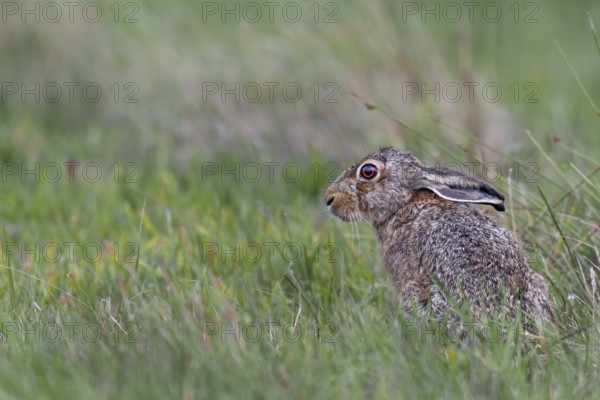 The laid-back ears signalise that the brown hare (Lepus europaeus) is about to press into the grass or take flight, Germany
