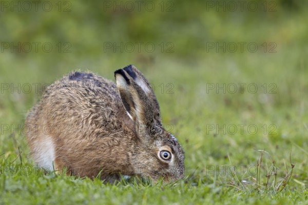 This year's brown hare (Lepus europaeus) searches for food in a natural car park near the North Sea coast, Germany
