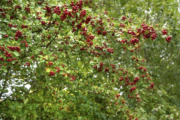 Dark red fruits of hawthorn (Crataegus), Bavaria, Germany
