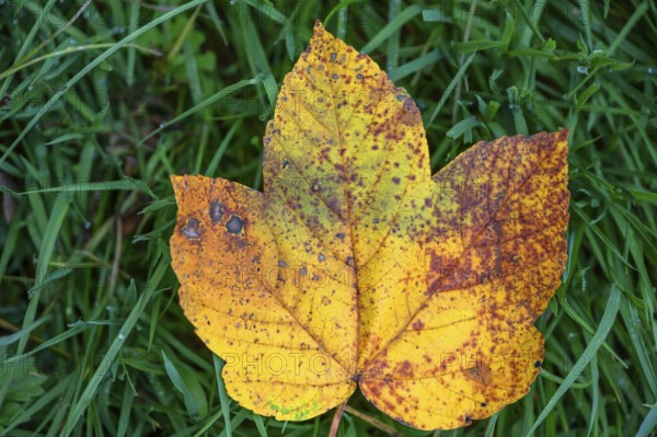 Fallen, autumnal maple leaf (Acer), Franconia, Bavaria, Germany