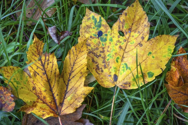 Fallen, autumnal maple leaves (Acer), Franconia, Bavaria, Germany