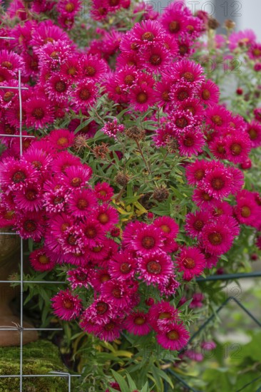 Red flowering autumn asters (Symphyotrichum), Franconia, Bavaria, Germany