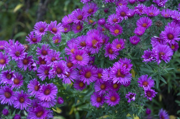Flowering autumn asters (Symphyotrichum), Franconia, Bavaria, Germany
