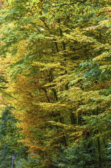 Autumnal beech trees (Fagus), Franconia, Bavaria, Germany