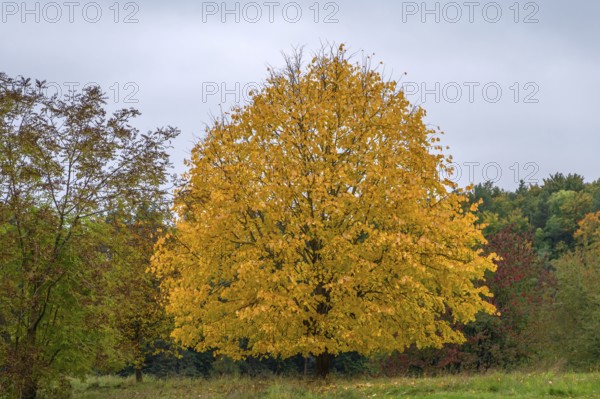 Autumn coloured lime tree (Tilia), Franconia, Bavaria, Germany