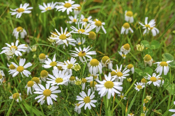 Matricaria chamomilla (Matricaria chamomilla) in a meadow, Franconia, Bavaria, Germany