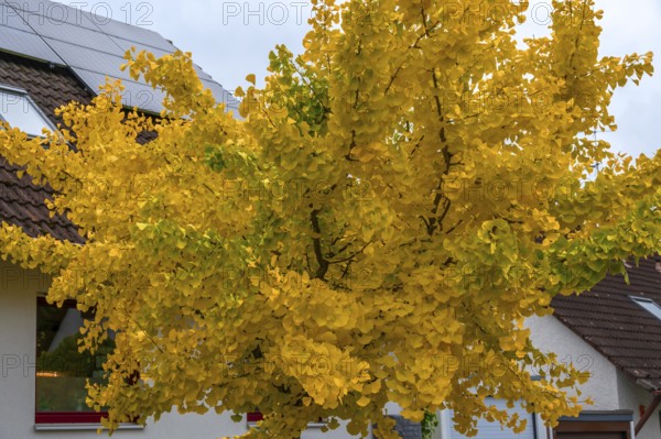 Yellow, autumn-coloured ginkgo tree (ginkgo biloba), Franconia, Bavaria, Germany