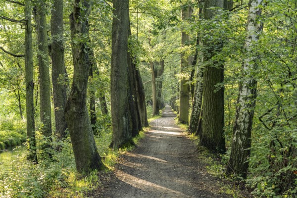 Hiking trail in Spreewald, Lübbenau/Spreewald, Brandenburg, Germany
