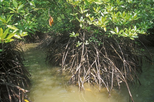 Mangrove jungle near Krabbi, two years in front of the tsunami, Thailand, December 2002, vintage, retro, old, historic