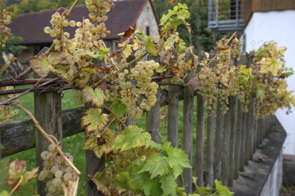 Ripe grapes (Vitis vinifera) on a garden fence, Kirchrüsselbach, Middle Franconia, Bavaria, Germany