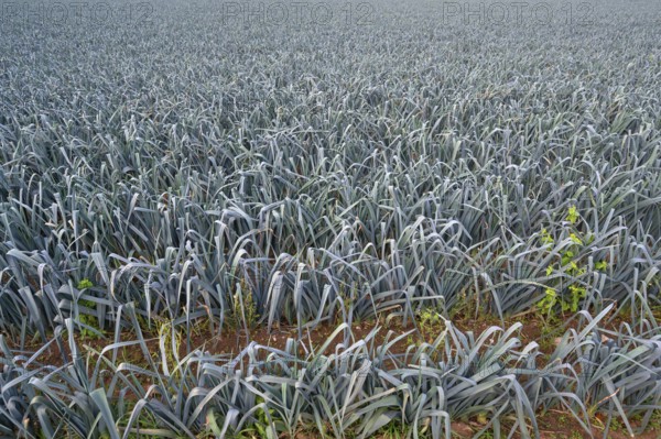 Leek cultivation (Allium ampeloprasum) in Knoblauchsland, vegetable growing area, Nuremberg, Middle Franconia, Bavaria, Germany