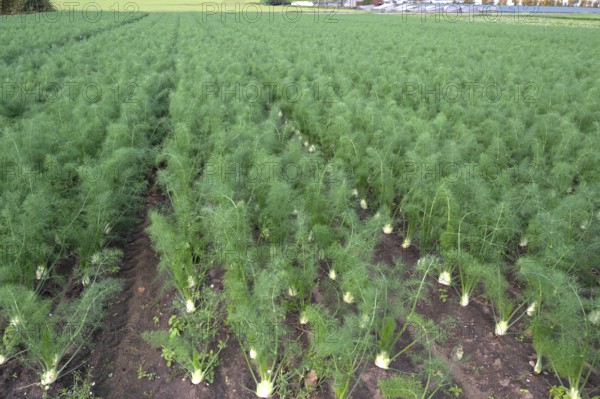 Fennel cultivation (Foeniculum vulgare) in Knoblauchsland, vegetable growing area, Nuremberg, Middle Franconia, Bavaria, Germany