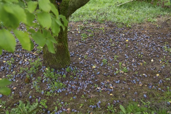 Fallen fruit, fallen plums (Prunus domestica subsp. domestica) under the tree, Kirchrüsselbach, Middle Franconia, Bavaria, Germany