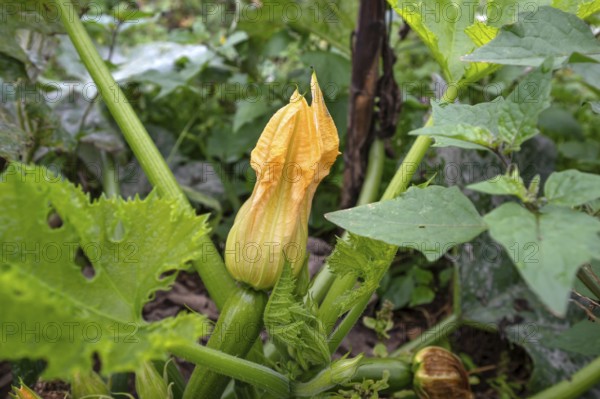 Courgette flower, (Cucurbita pepo subsp. pepo convar. giromontiina), Kichrüsselbach, Middle Franconia, Bavaria, Germany