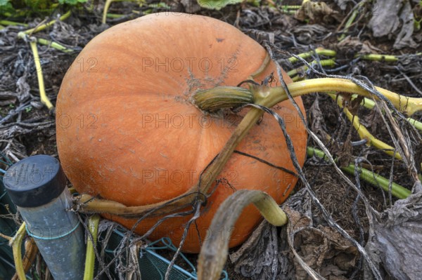 Ripe pumpkin (Cucurbita) on a bush Kichrüsselbach, Middle Franconia, Bavaria, Germany