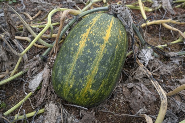 Ripe spaghetti squash (Cucurbita pepo) on a bush Kichrüsselbach, Middle Franconia, Bavaria, Germany