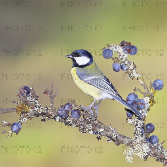 Great tit (Parus major), sitting on a branch in a blackthorn bush, (Prunus spinosa), sloes, with ripe fruit, autumn, wildlife, animals, tit family, songbird, birds, Wilnsdorf, North Rhine-Westphalia, Germany