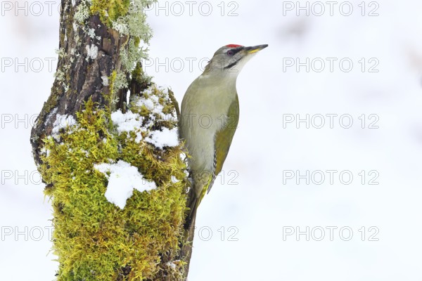 Grey-headed woodpecker (Picus canus), male sitting on a dead wood covered with moss and lichen in winter, Wildlife, Woodpeckers, Birds, Nature photography, Wilnsdorf, North Rhine-Westphalia, Germany