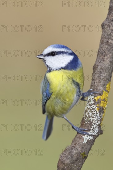 Blue tit (Parus caeruleus), sitting on a branch, Wilnsdorf, North Rhine-Westphalia, Germany