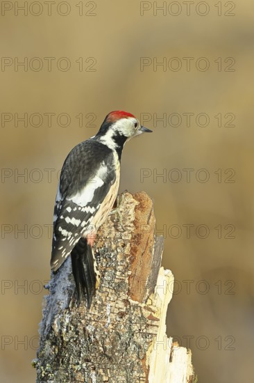 Middle spotted woodpecker (Dendrocopos medius), foraging on dead wood of a common birch (Betula pendula), wildlife, woodpeckers, nature photography, autumn, Wilnsdorf, North Rhine-Westphalia, Germany
