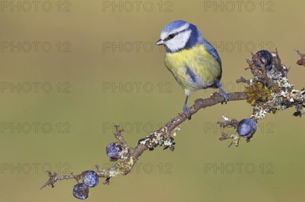 Blue tit (Parus caeruleus), sitting on a branch in a blackthorn bush, (Prunus spinosa), sloes, with ripe fruit, autumn, wildlife, animals, tit family, songbird, birds, Wilnsdorf, North Rhine-Westphalia, Germany