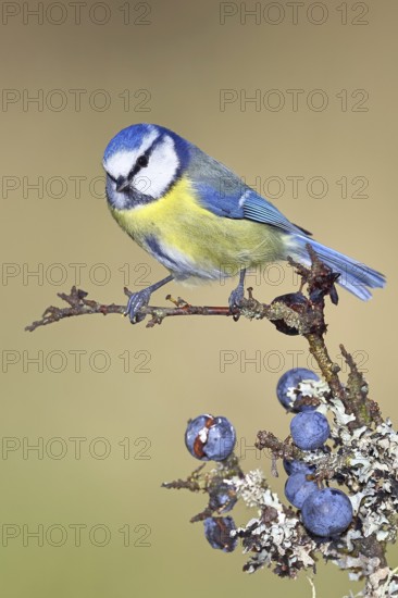 Blue tit (Parus caeruleus), sitting on a branch in a blackthorn bush, (Prunus spinosa), sloes, with ripe fruit, autumn, wildlife, animals, tit family, songbird, birds, Wilnsdorf, North Rhine-Westphalia, Germany