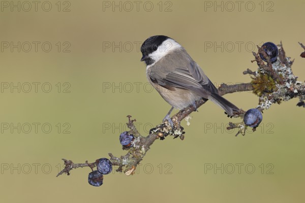 Marsh tit, (Parus palustris), sitting on a branch in a blackthorn bush, (Prunus spinosa), sloes, with ripe fruit, autumn, wildlife, animals, tit family, songbird, birds, Wilnsdorf, North Rhine-Westphalia, Germany